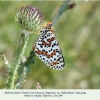 melitaea didyma female3 talgi